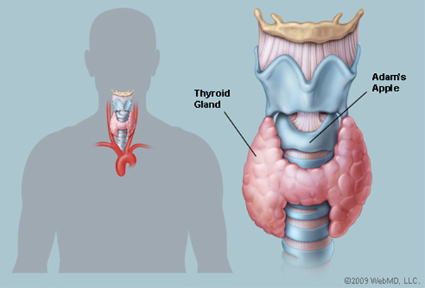Illustration of Thyroid (WebMD, LLC)
