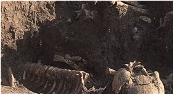 grob- drevno- kostur