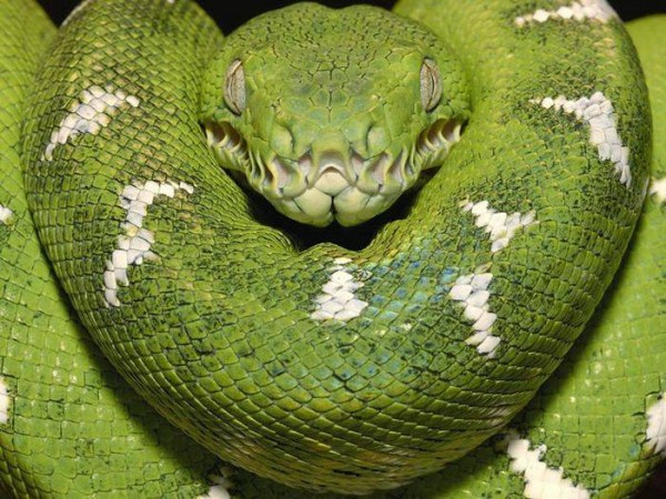 anakonda-zmija-reptil-udav-brazil-zelena1