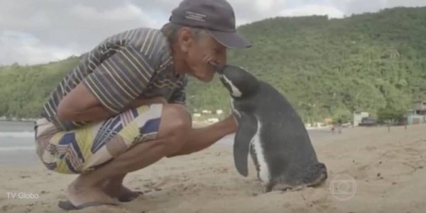 pingvin- čovek