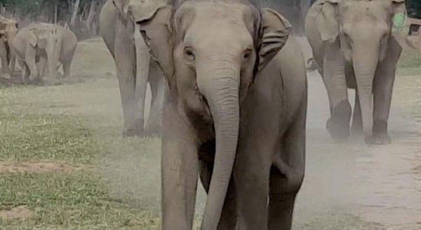 slonovi-covek-susret