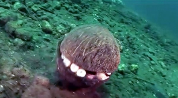 kokos-oktopus
