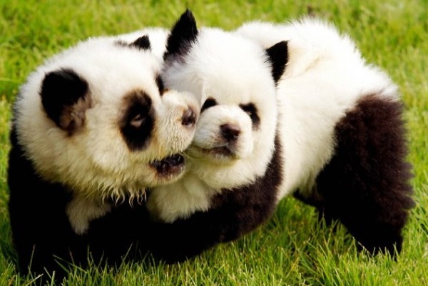panda-pas
