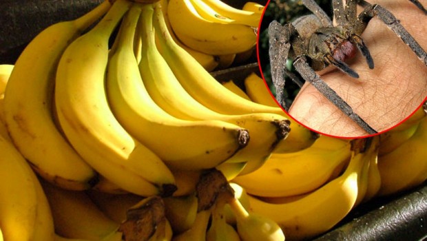 banane-pauk