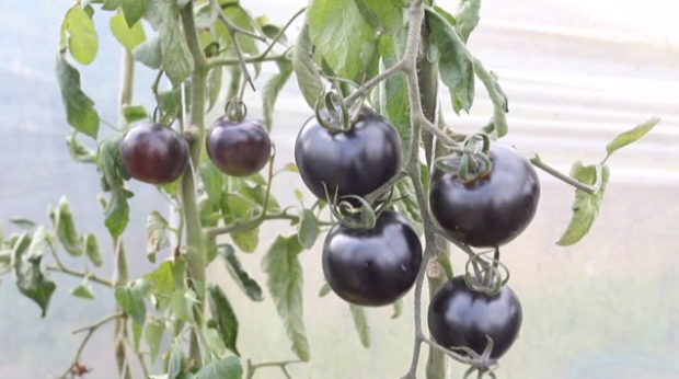 crni-paradajz
