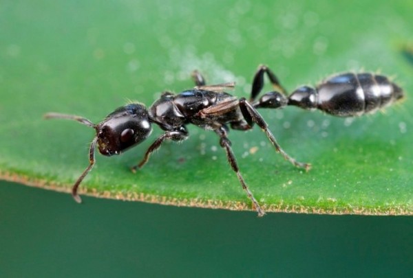 mrav-mravi