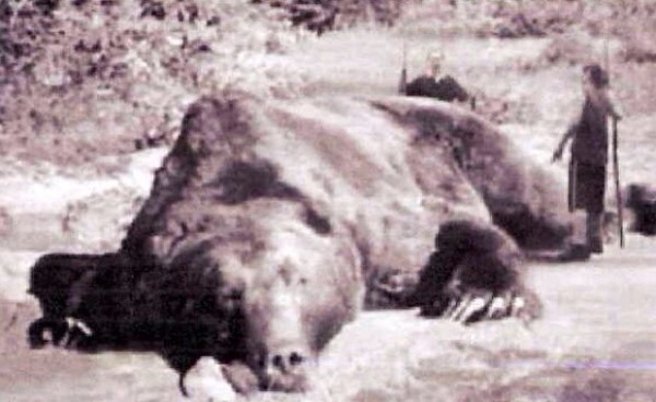 sibir-medved-predator-rusija